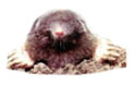 Moles